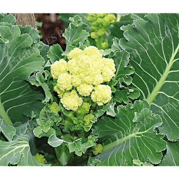 CHOU-BROCOLI à JET F1 BURBANK