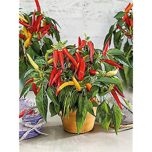 PIMENT F1 BASKET OF FIRE