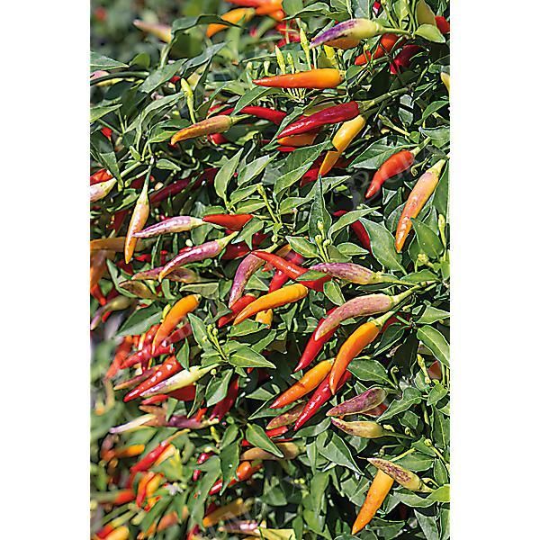 PIMENT F1 BASKET OF FIRE