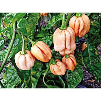 PIMENT 7 POT PINK (c. chinense)