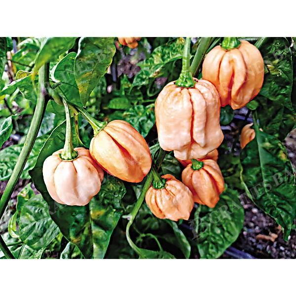 PIMENT 7 POT PINK (c. chinense)