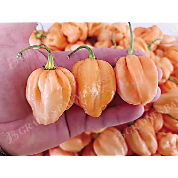 PIMENT 7 POT PINK (c. chinense)