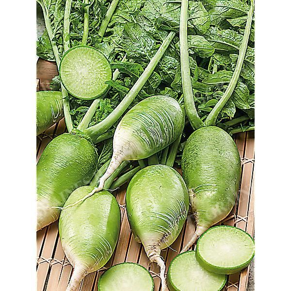 RADIS GREEN LUOBO