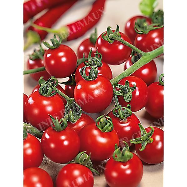 TOMATE F1 CHERROLA