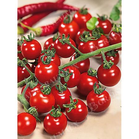 TOMATE F1 CHERROLA