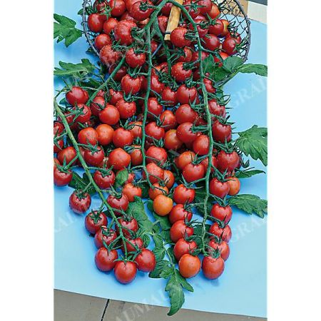TOMATE F1 CHERROLA