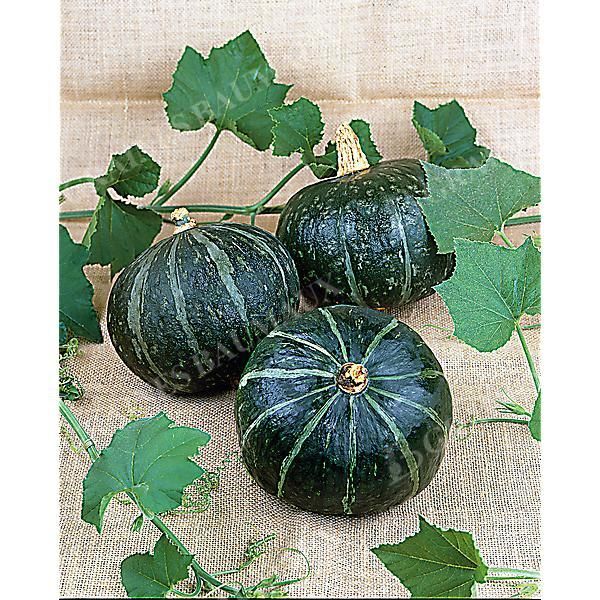 COURGE ZAPPALITO