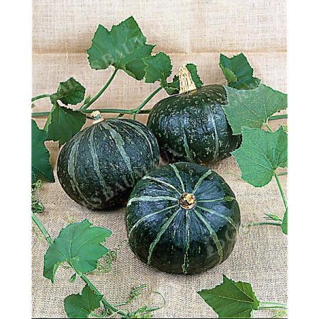 COURGE ZAPPALITO