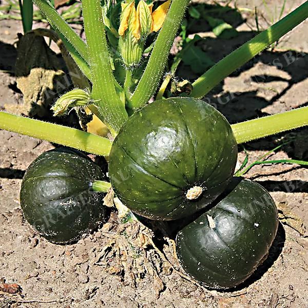 COURGE ZAPPALITO