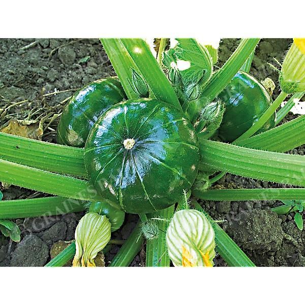 COURGE ZAPPALITO