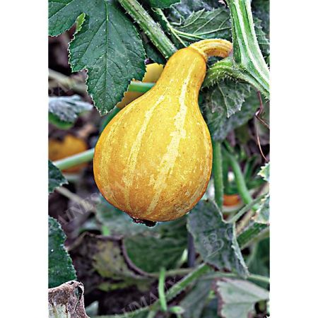 COURGETTE LEMON SQUASH