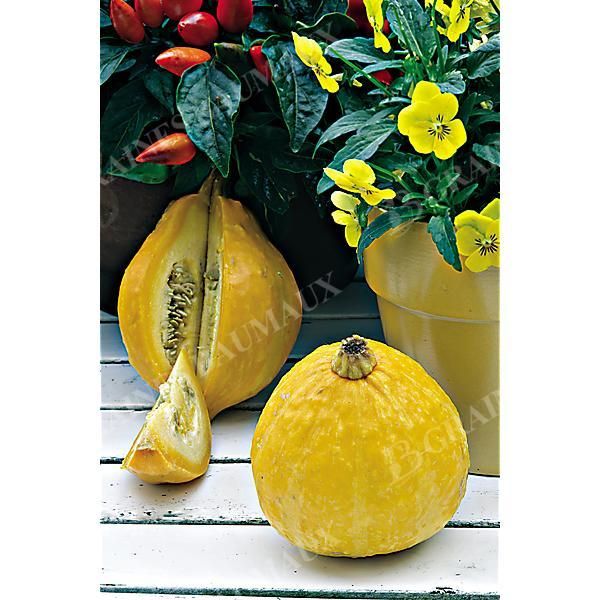 COURGETTE LEMON SQUASH