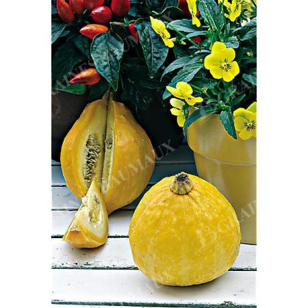 COURGETTE LEMON SQUASH