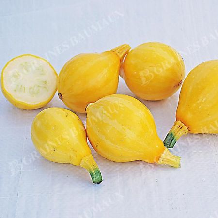 COURGETTE LEMON SQUASH