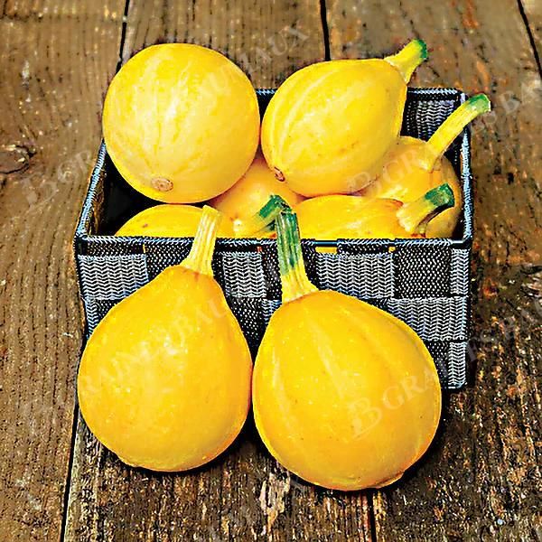 COURGETTE LEMON SQUASH