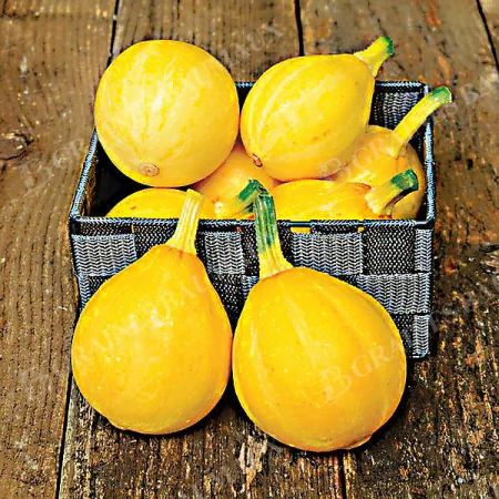 COURGETTE LEMON SQUASH