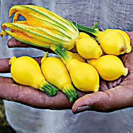 COURGETTE LEMON SQUASH