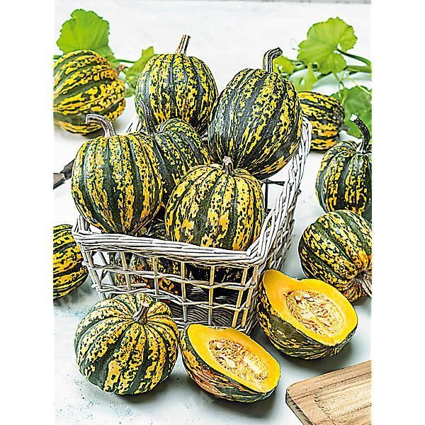 COURGE F1 STARRY NIGHT
