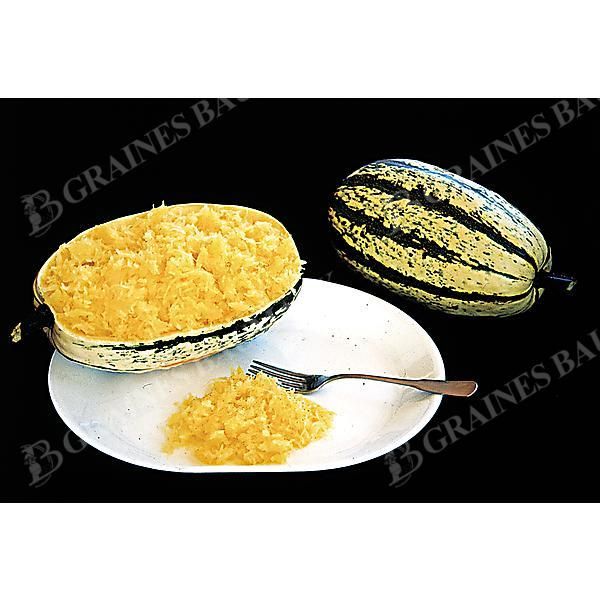 COURGE F1 STRIPETTI