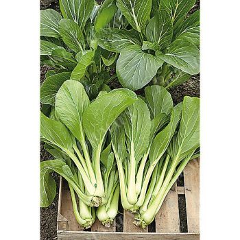 CHOU CANTONNAIS CHOY SUM GUNSHO (brassica parachinensis)