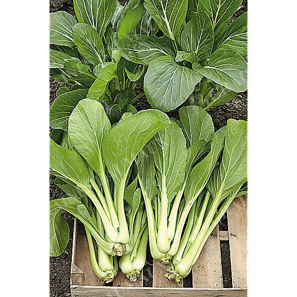 CHOU CANTONNAIS CHOY SUM GUNSHO (brassica...