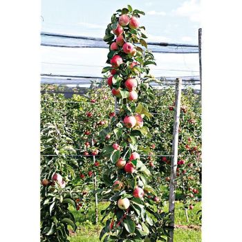 POMMIER colonnaire MALINI® MANNEQUIN®