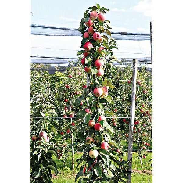 POMMIER colonnaire MALINI® MANNEQUIN®