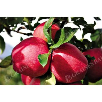 POMMIER colonnaire PARADIS® MYRA® 2