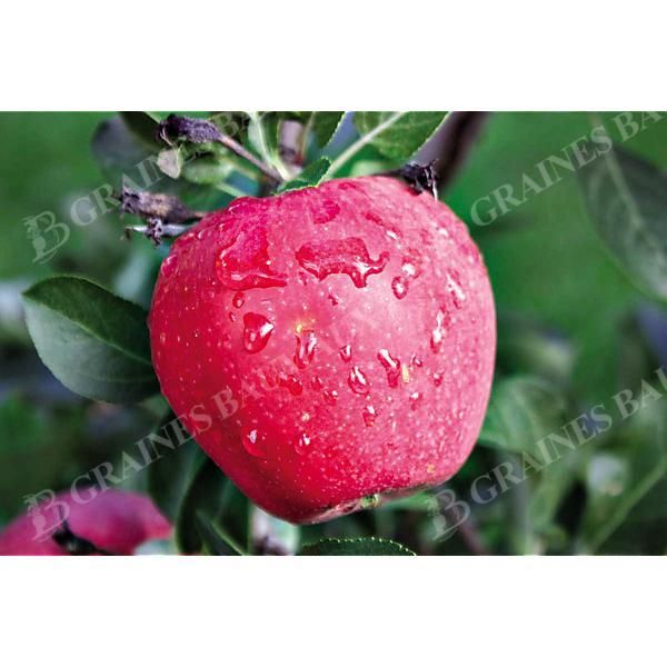 POMMIER colonnaire PARADIS® MYRA®