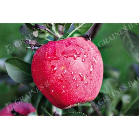 POMMIER colonnaire PARADIS® MYRA®