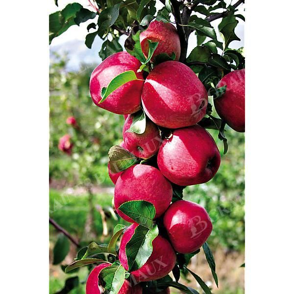 POMMIER colonnaire PARADIS® MYRA®