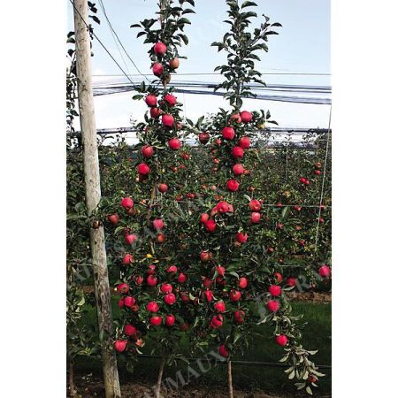 POMMIER colonnaire PARADIS® MYRA®