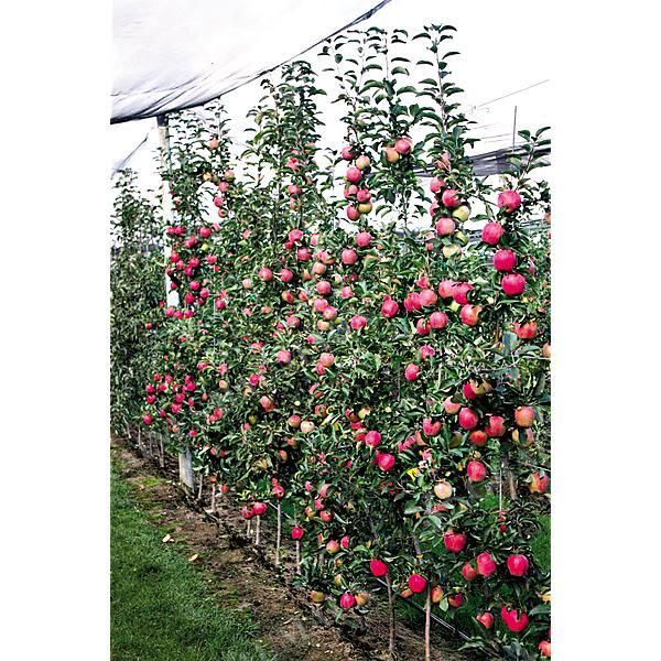 POMMIER colonnaire PARADIS® MYRA®