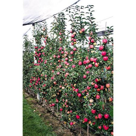 POMMIER colonnaire PARADIS® MYRA®