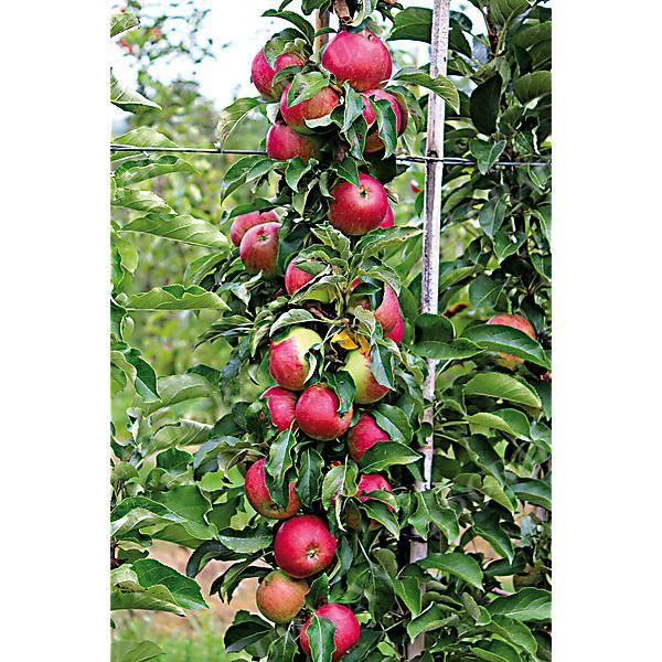 POMMIER colonnaire MALINI® PROMPTO