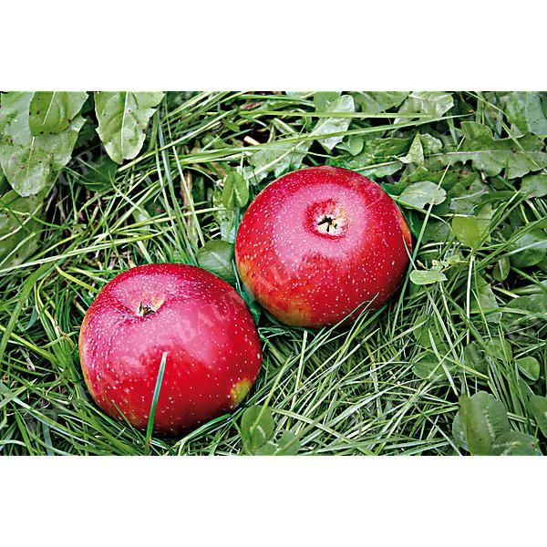 POMMIER colonnaire MALINI® PROMPTO