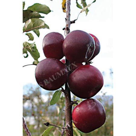 POMMIER colonnaire MALINI® BLACK BEAUTY