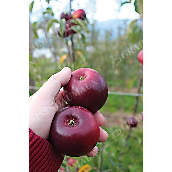 POMMIER colonnaire MALINI® BLACK BEAUTY