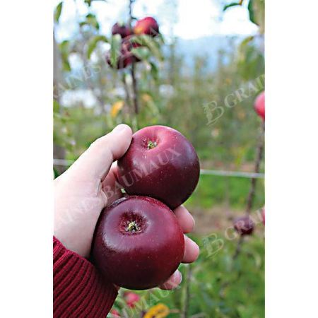 POMMIER colonnaire MALINI® BLACK BEAUTY