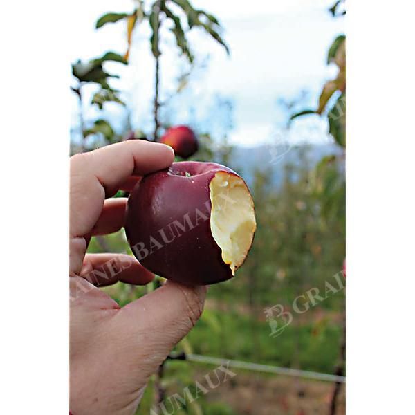 POMMIER colonnaire MALINI® BLACK BEAUTY