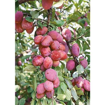 PRUNIER colonnaire IMPERIAL