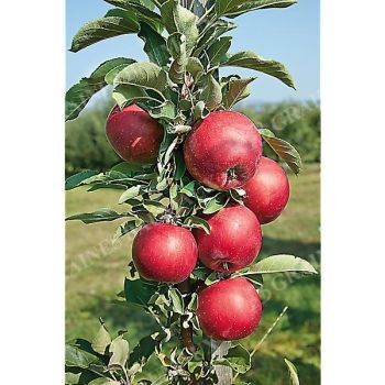 POMMIER colonnaire BALLERINA RED SENSATION