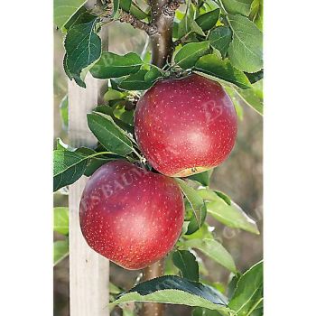 POMMIER colonnaire BALLERINA RED SENSATION 2