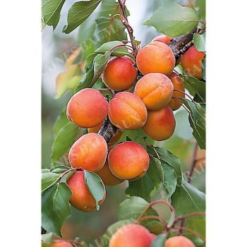 ABRICOTIER TROS ORANJE