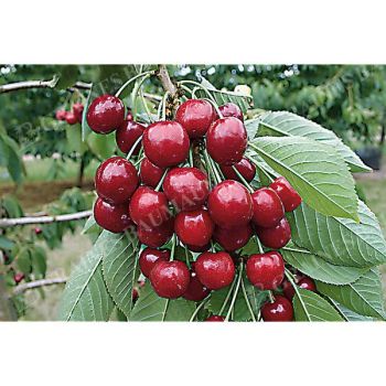 CERISIER bigarreau LAPINS