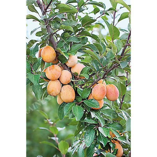 MIRABELLIER APRIMIRA