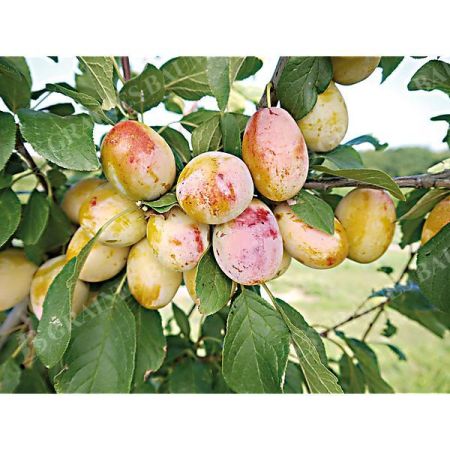 MIRABELLIER APRIMIRA
