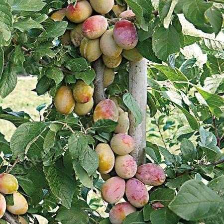 MIRABELLIER APRIMIRA