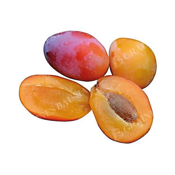 MIRABELLIER APRIMIRA