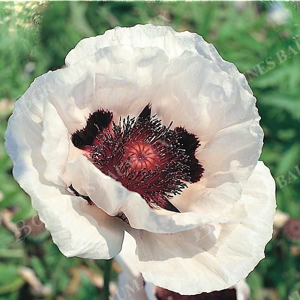PAVOT d'ORIENT ROYAL WEDDING